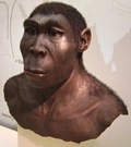 225Px-Homo Erectus