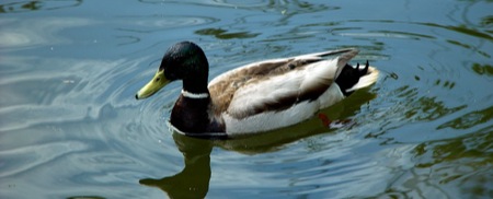 Duck