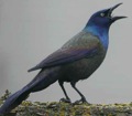 Common Grackle-1