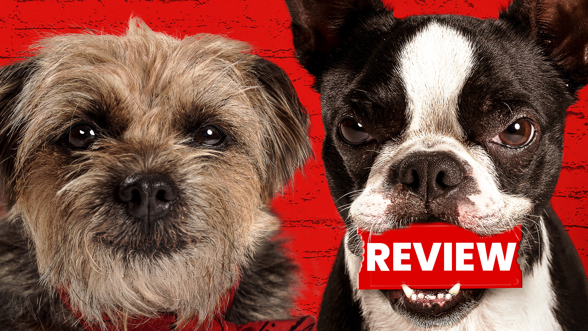 Strays Review Is This Film More Than Just Bark? The Movie Blog
