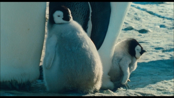 March of the Penguins (2005)