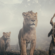 Mufasa: The Lion King Review: Be Prepared For Disappointment